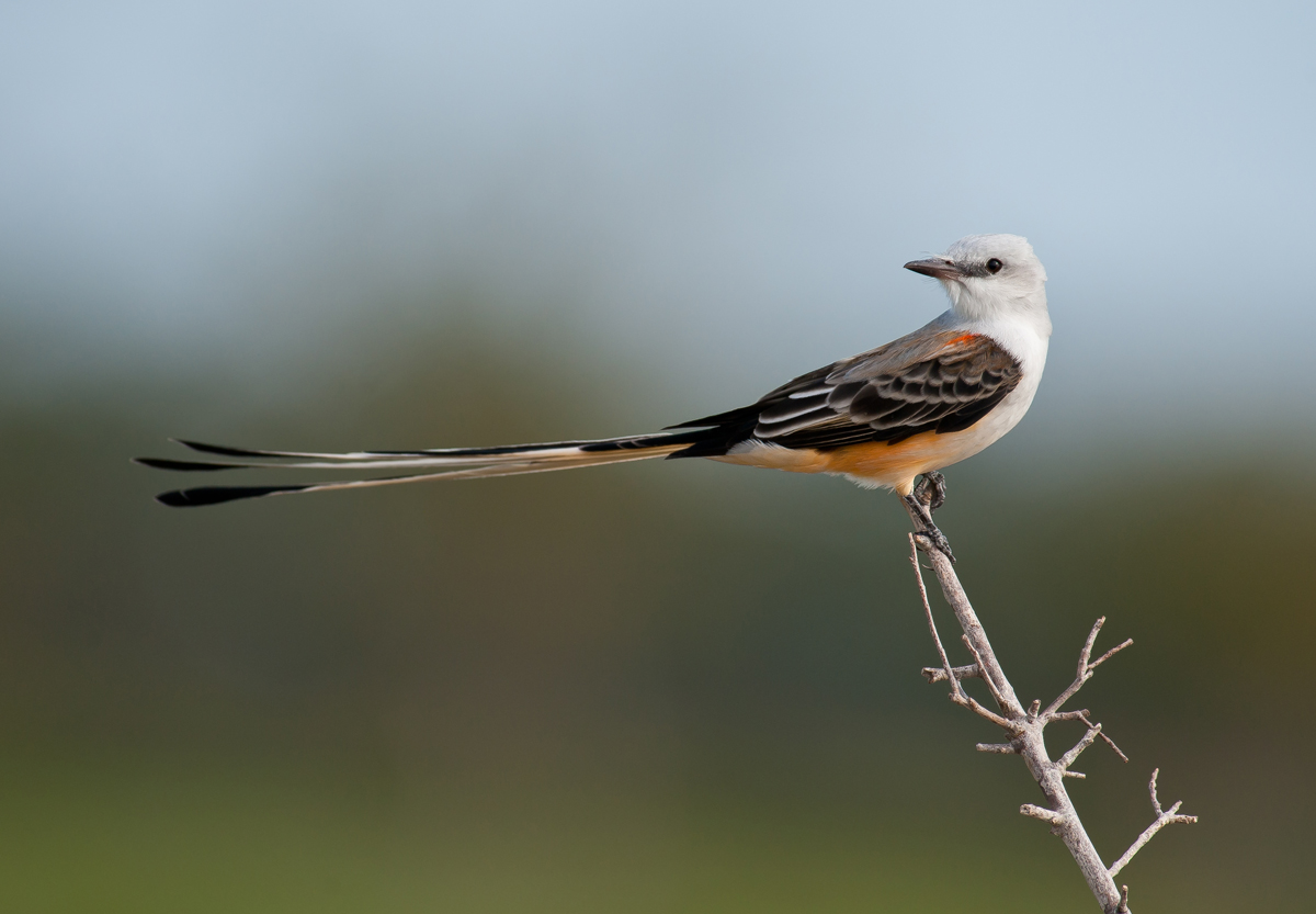 Scissor-tailed Portrait