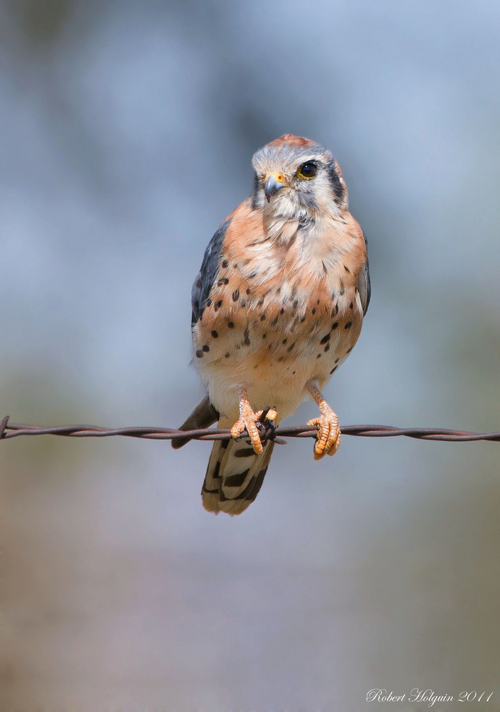 American Kestrel