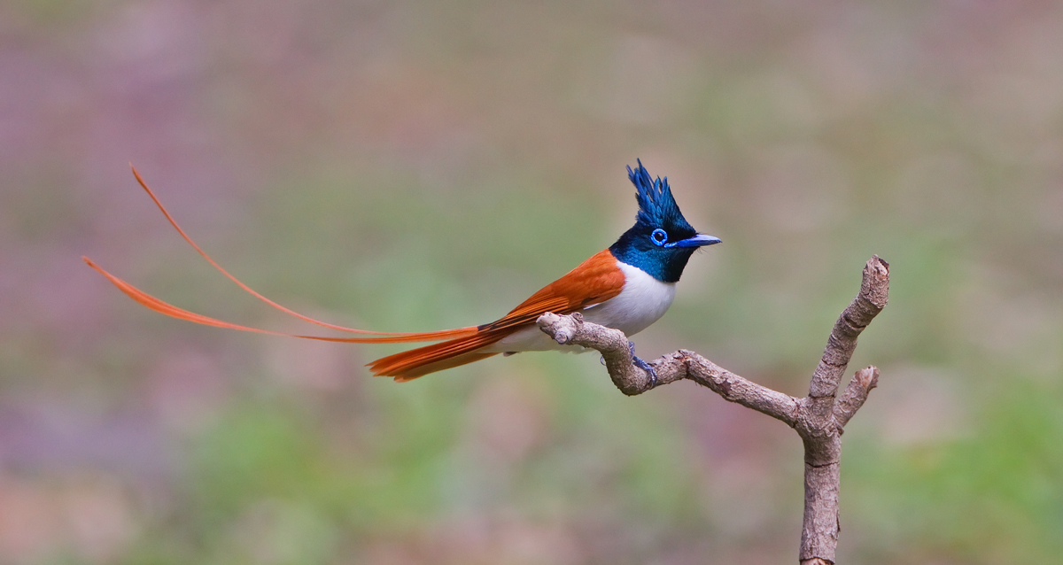Paradise Flycatcher