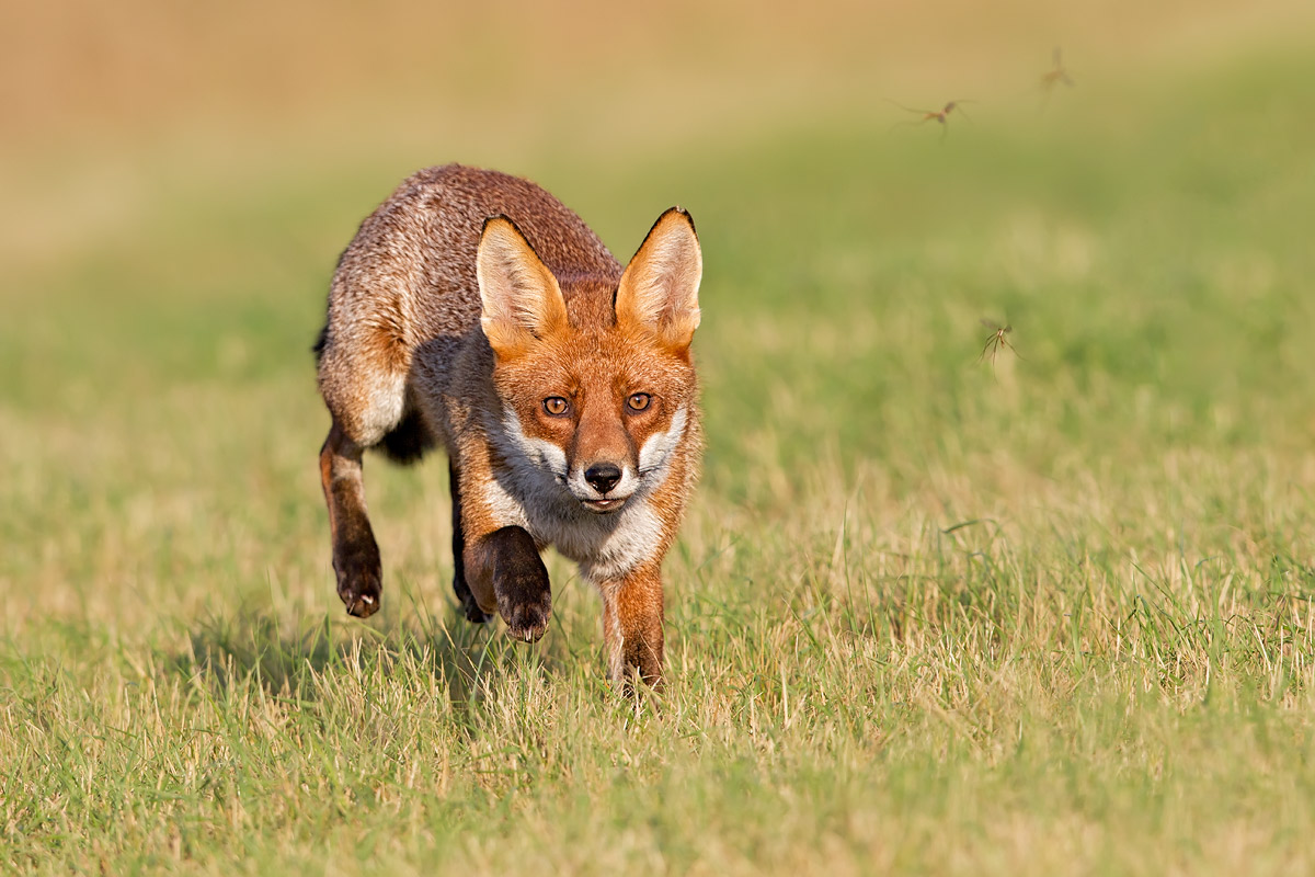 Fox - comin' at yer!