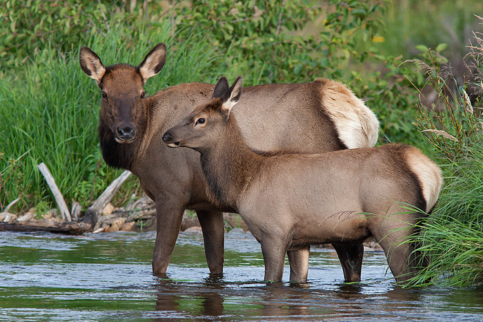 Mother & Child