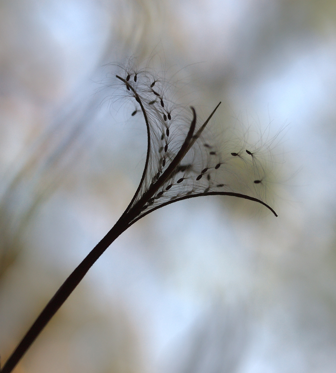 Another take Seedhead