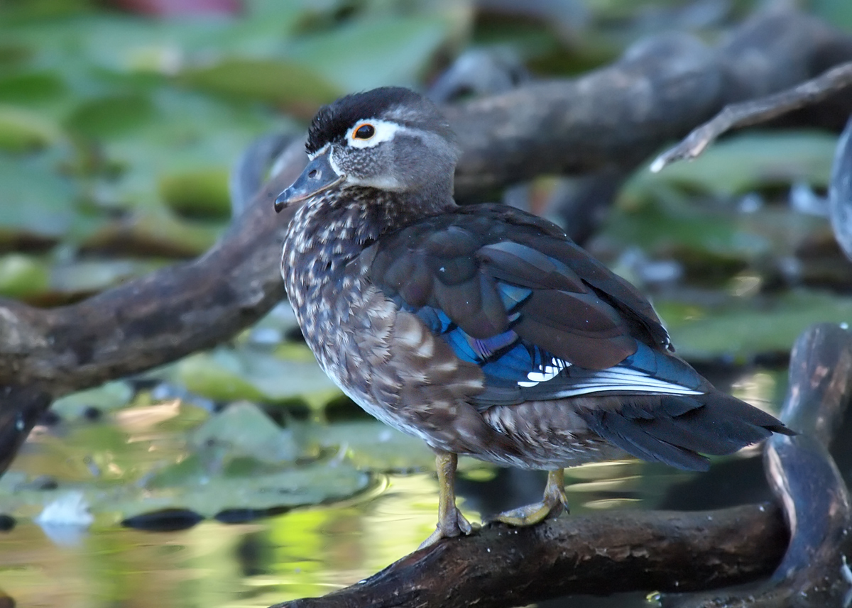 Wood Duck Hen