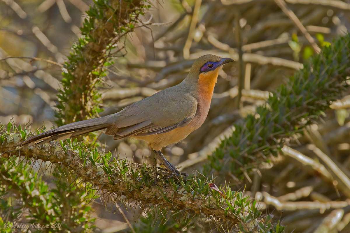 Running Coua