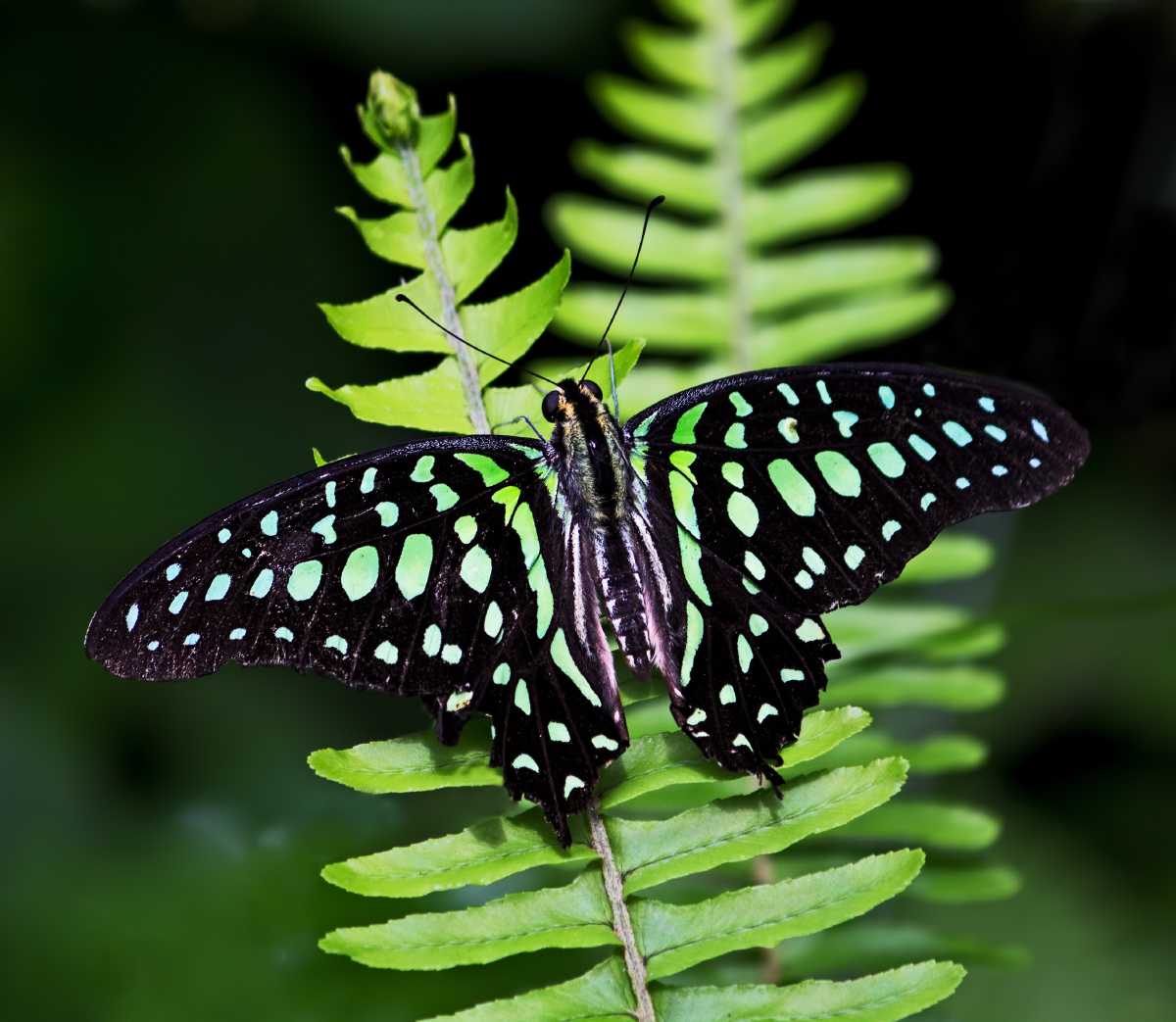 Green on Green