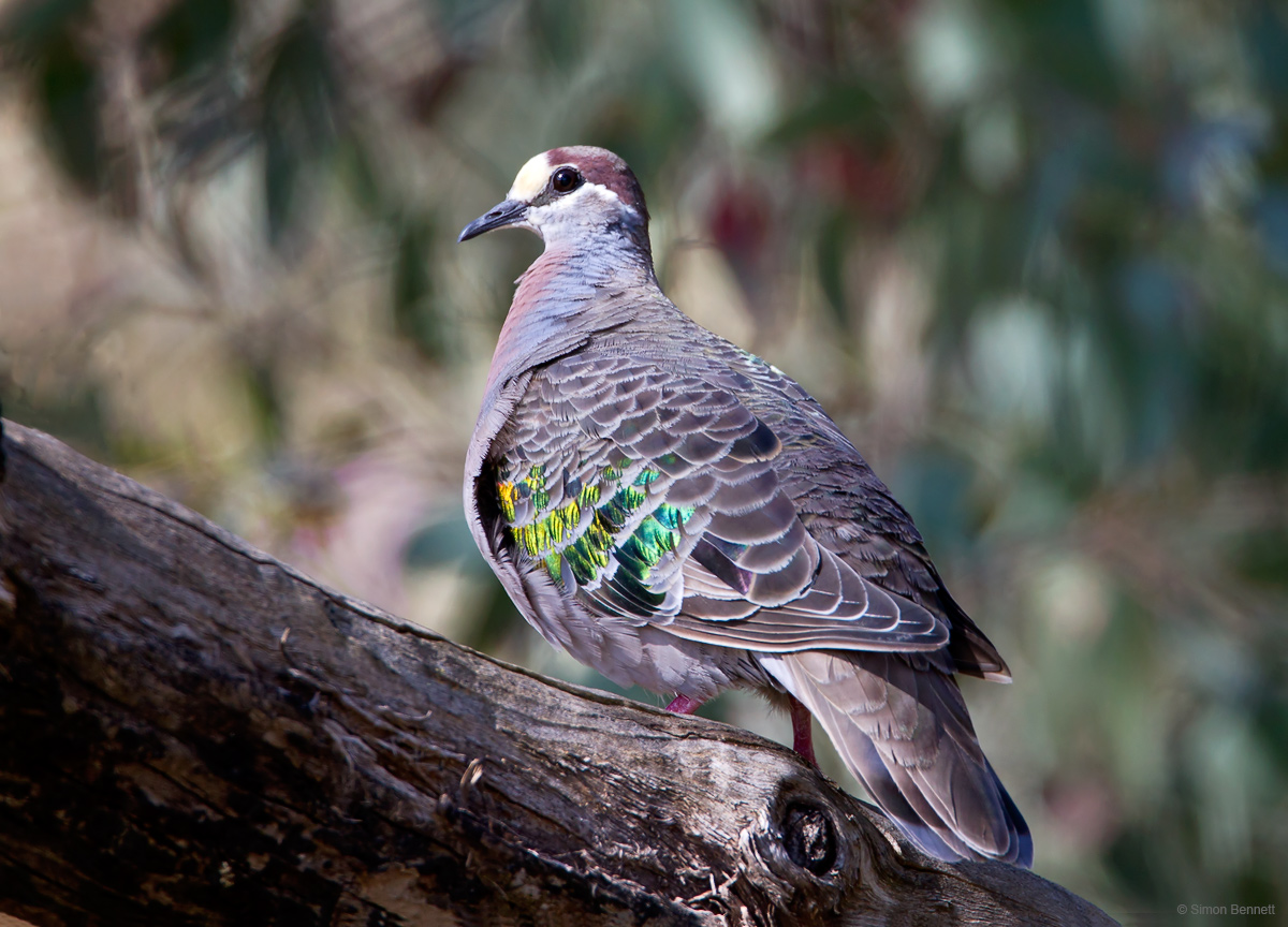 Common Bronzewing