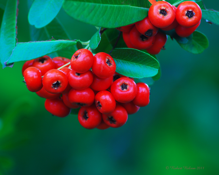Bird fruit