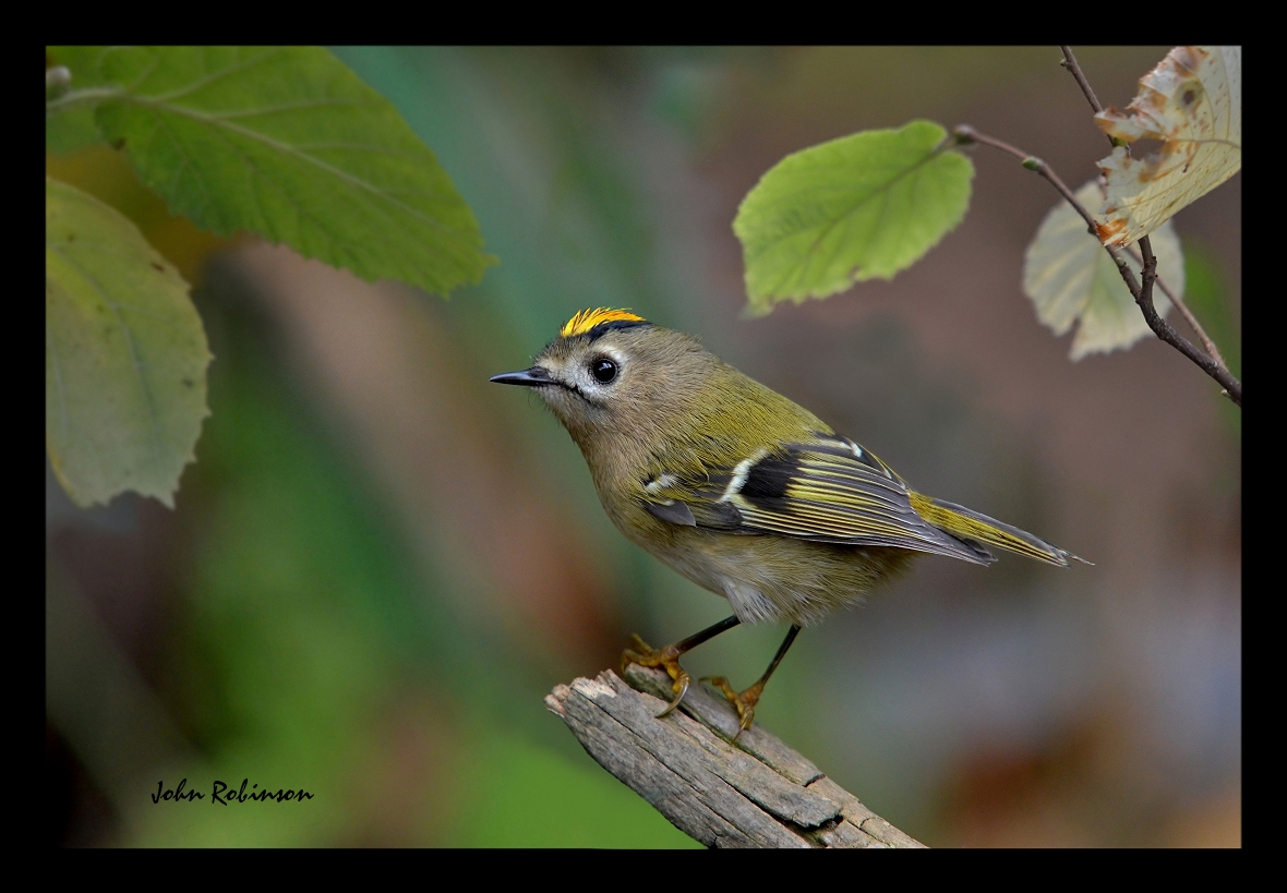 Goldcrest