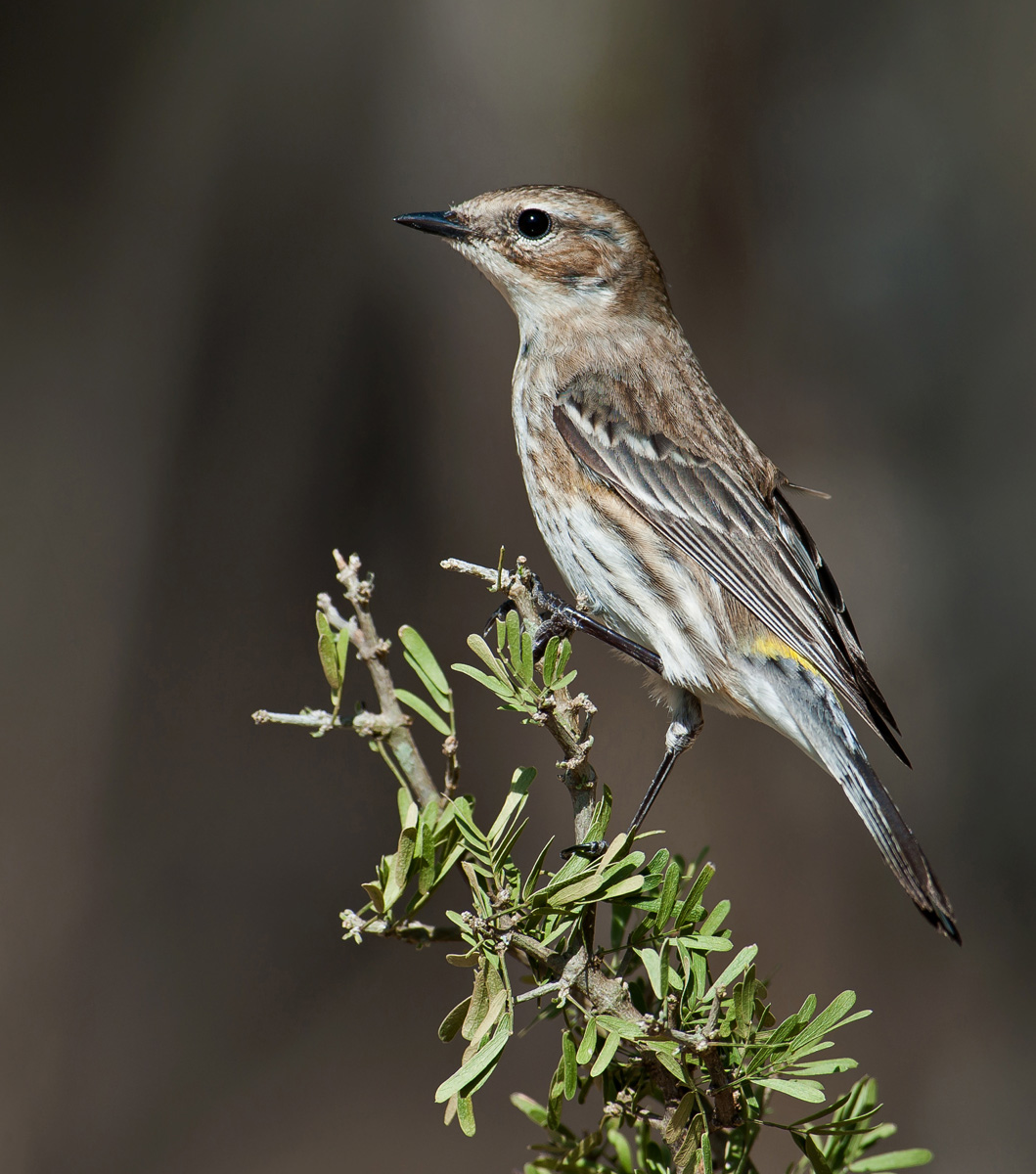 Yellow-rumped Warbler