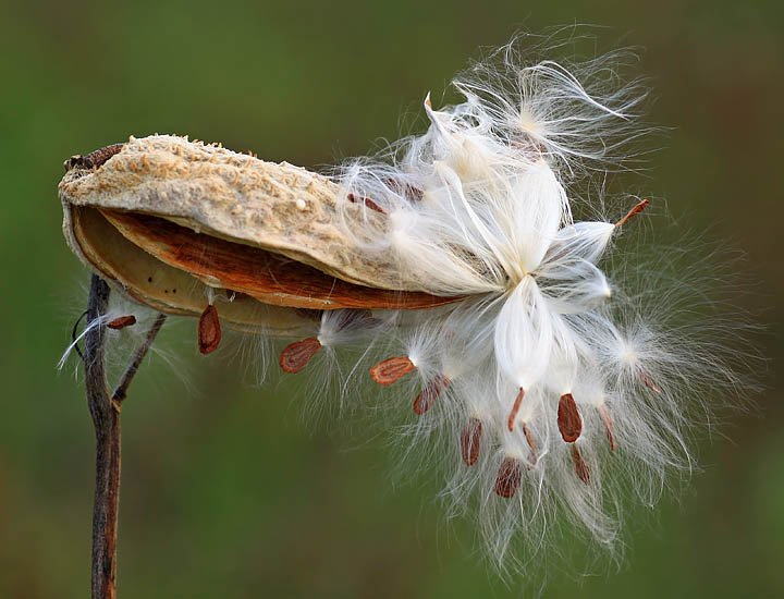 Exploding milkweed
