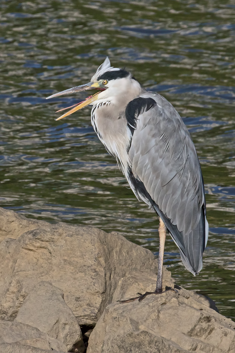 Grey Heron Calling