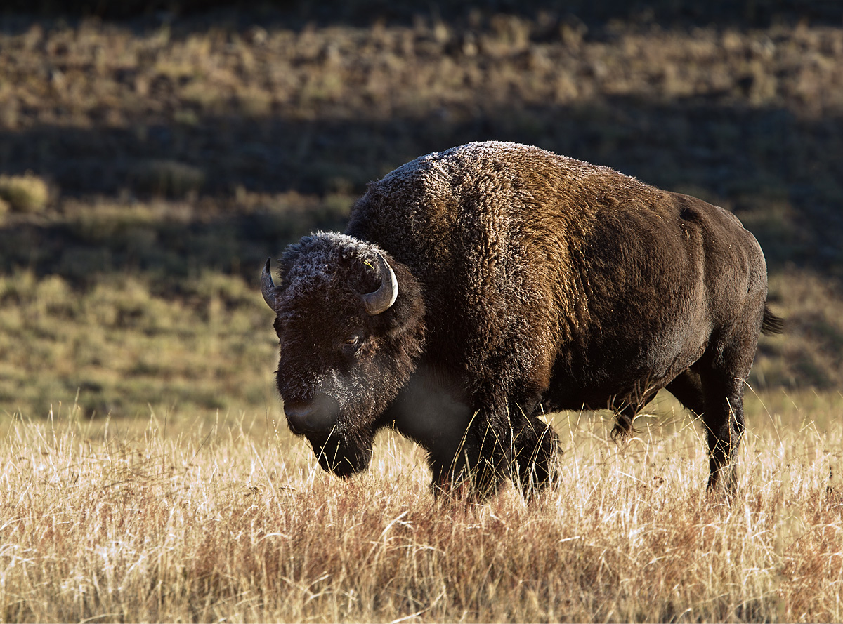 Frosty Bison