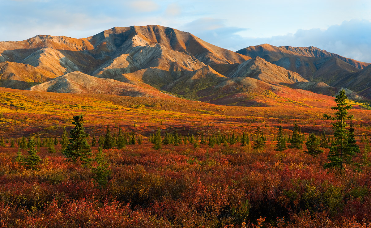 Denali Taiga