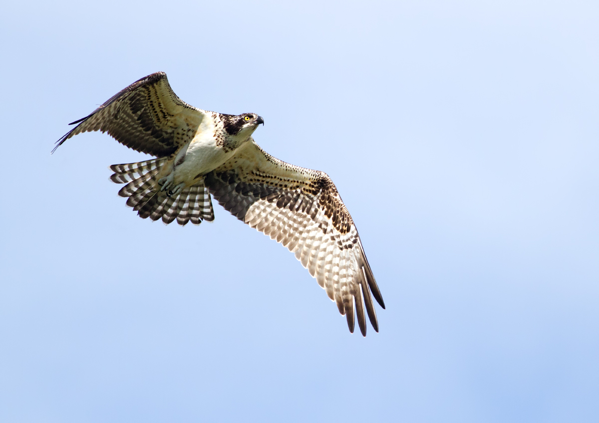 Osprey