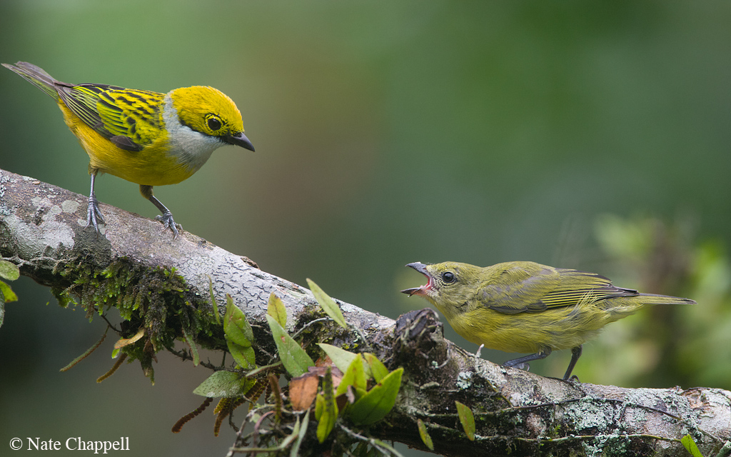 Tanager vs Euphonia