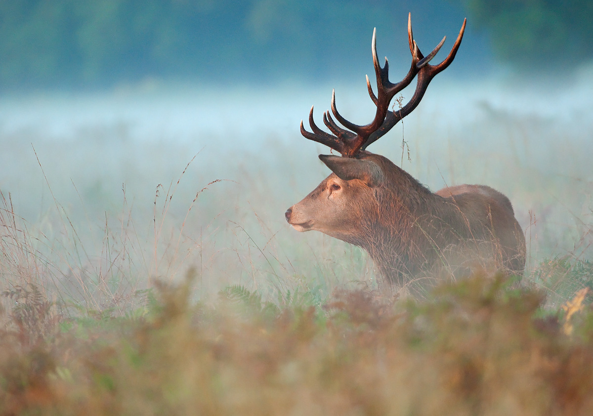 Red Deer Stag