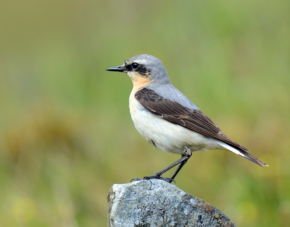 Wheatear.