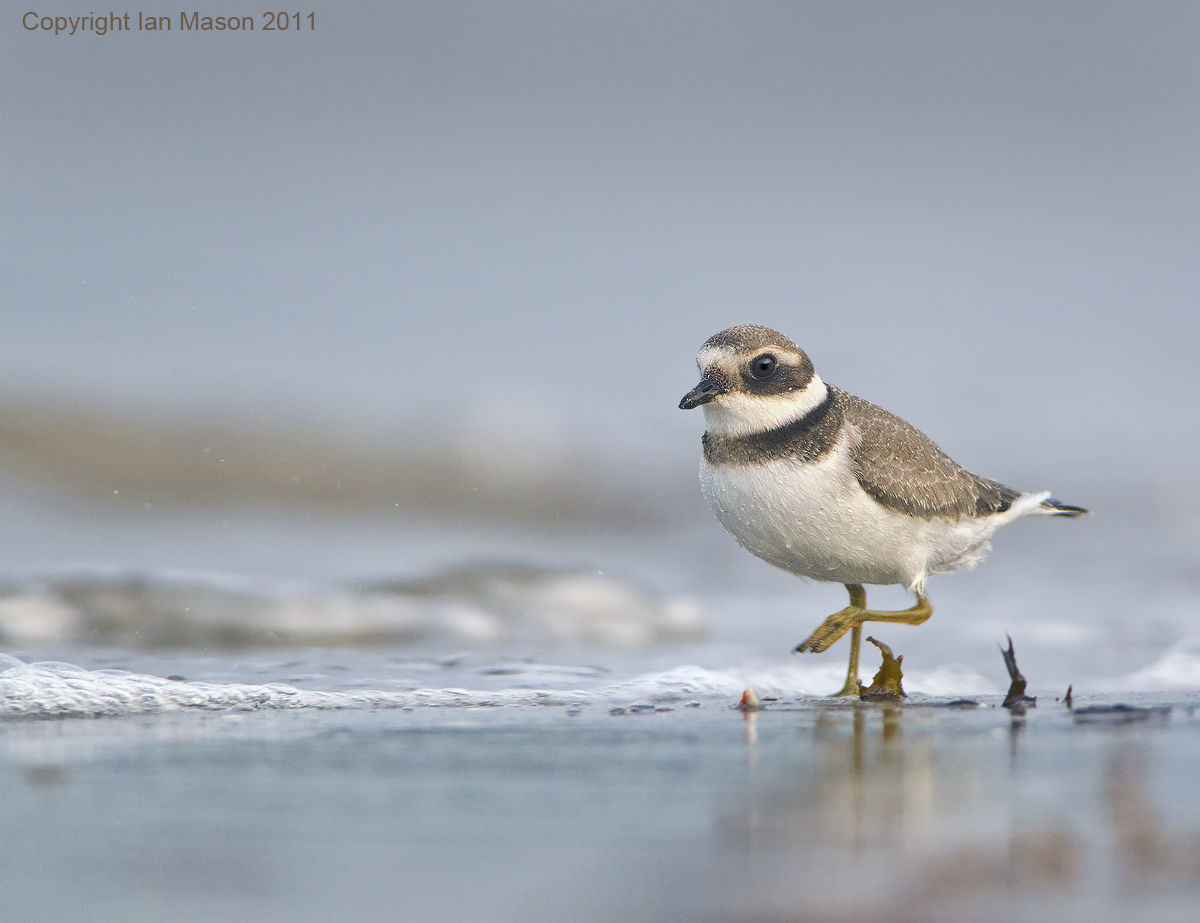 Ringed Plover