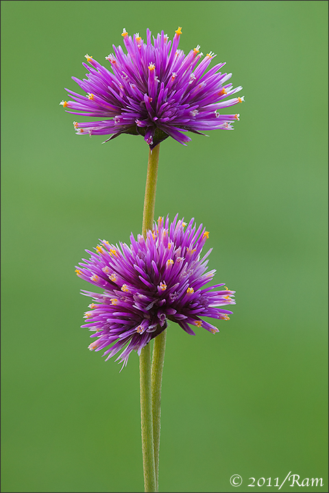 Gomphrena Twins