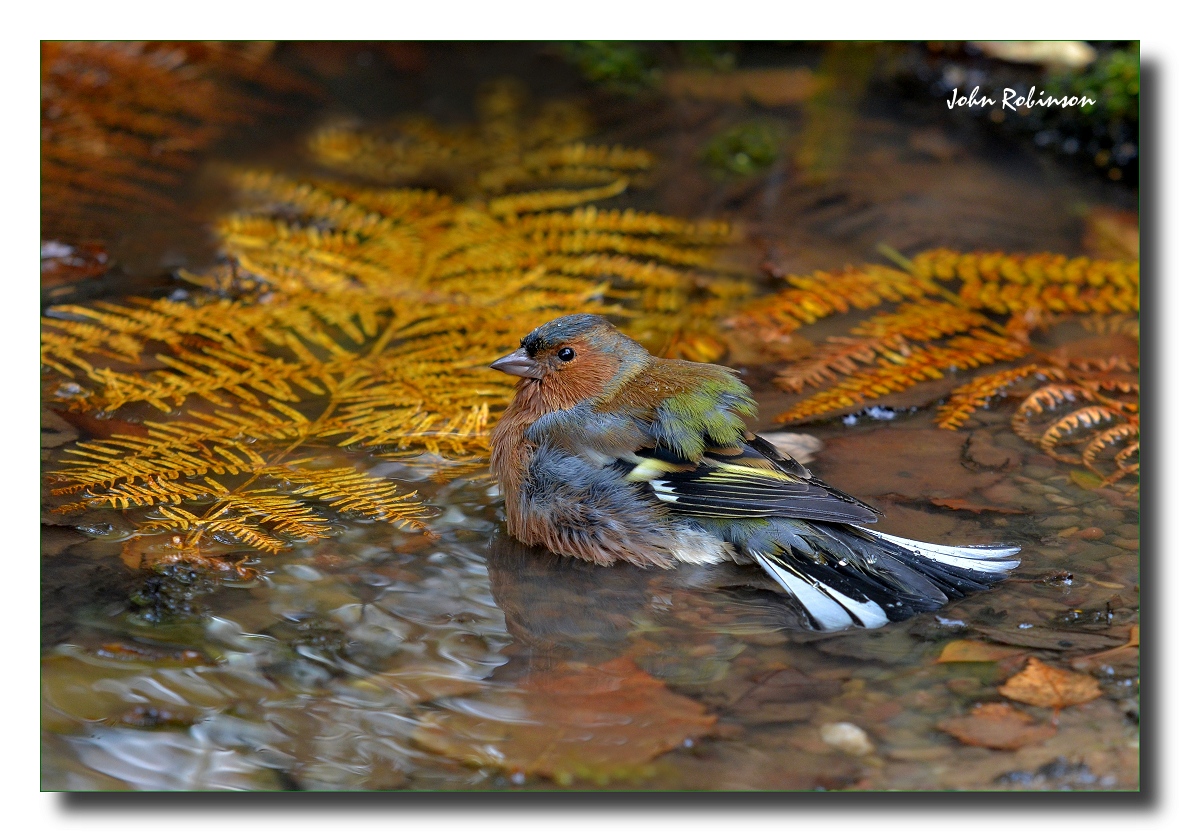 Chaffinch
