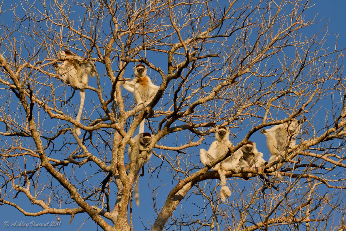 The Lookouts