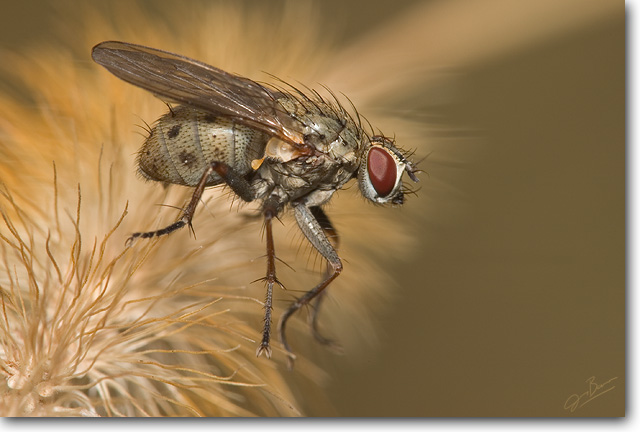 Tachinid Fly?