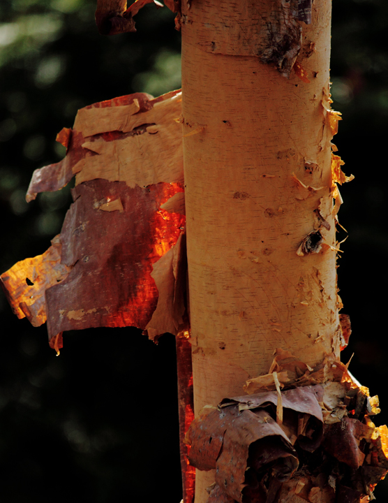 A-peeling bark