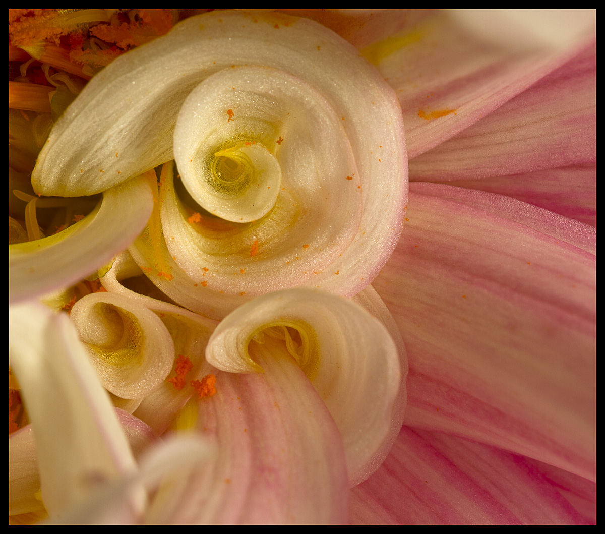 Inner Dahlia