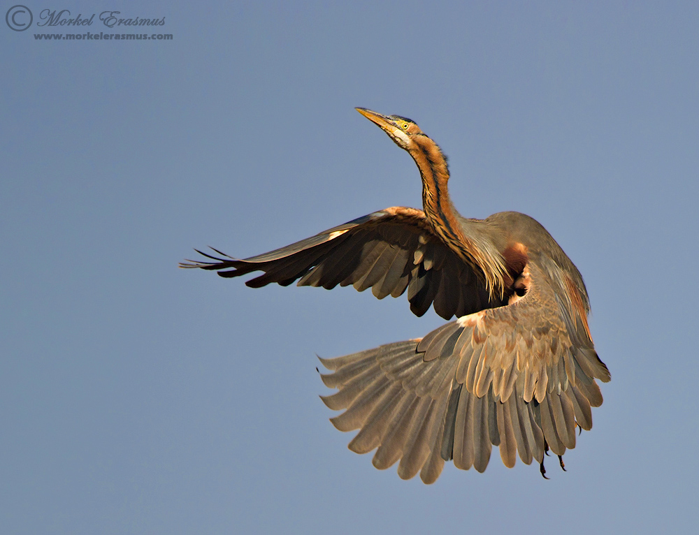 Purple Heron