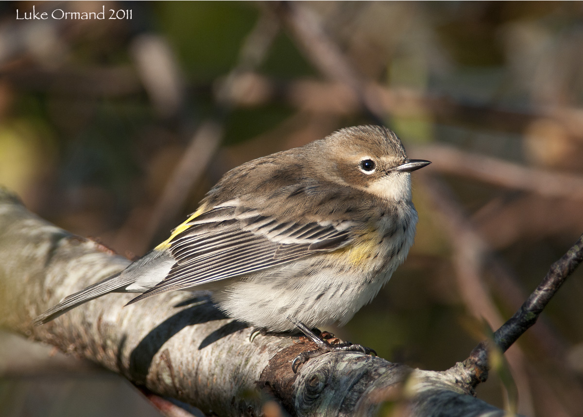 Myrtle Warbler