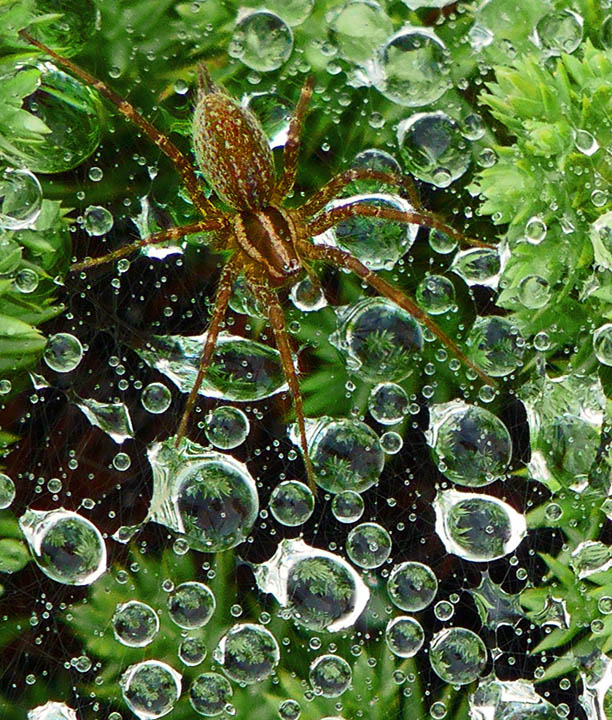 Enchanted web
