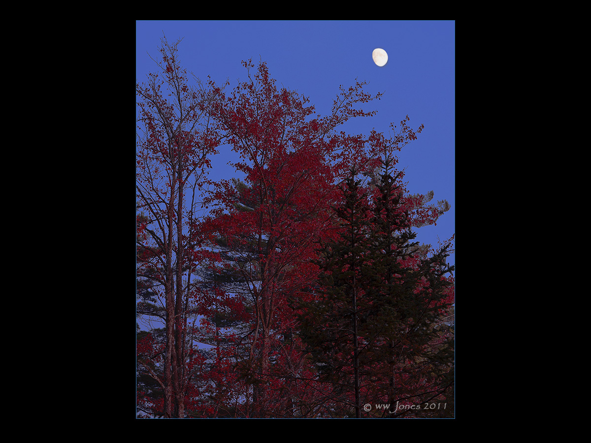 GS IV: Red Maple Moon