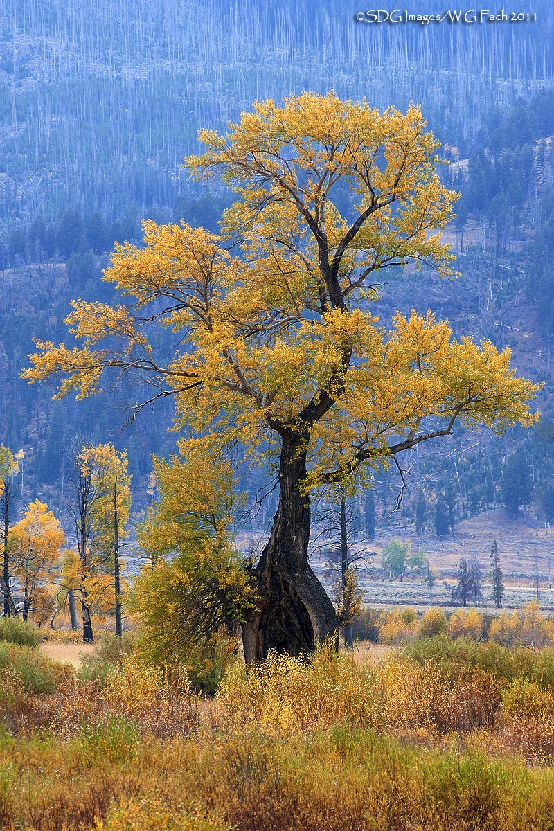 Crazy Cottonwood