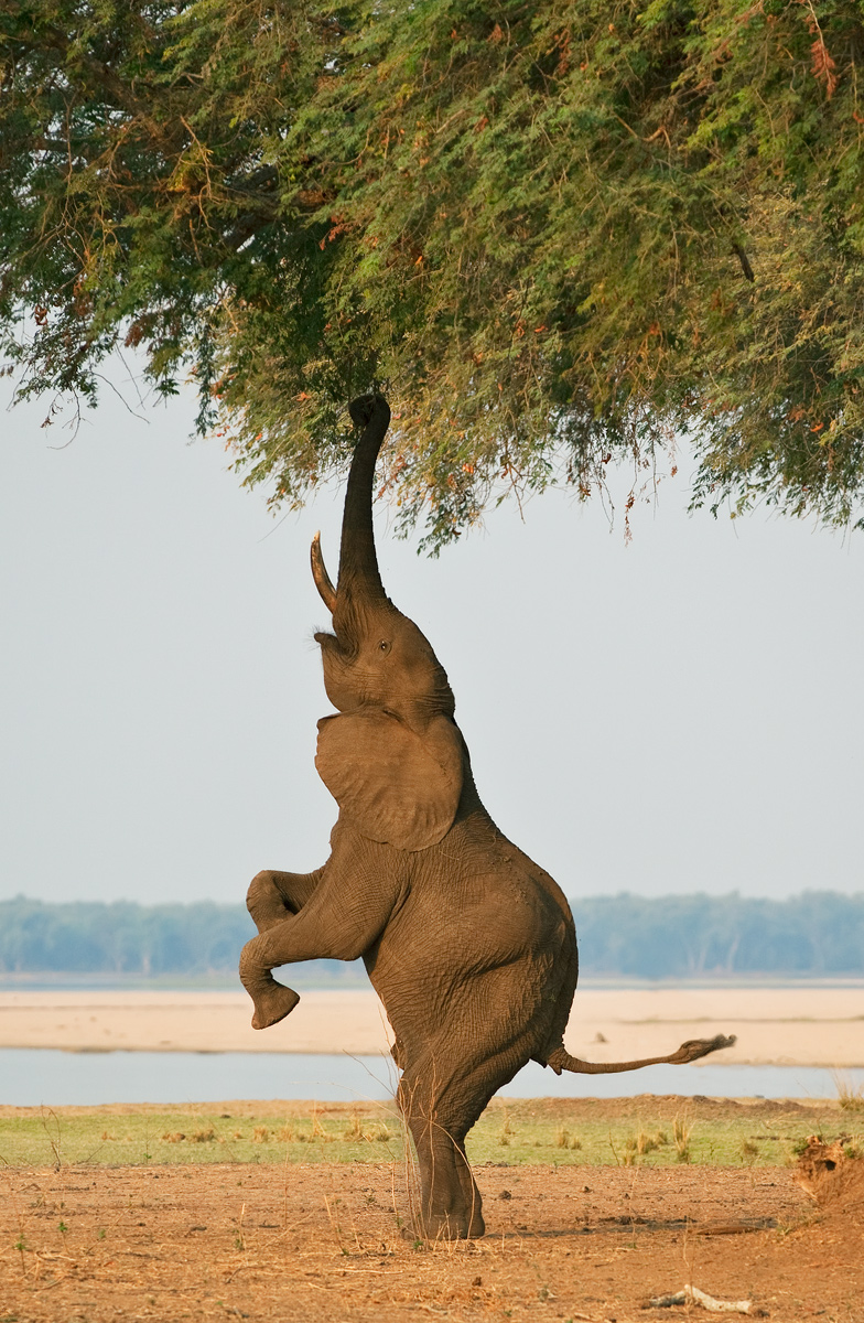 Bipedal Eleohant 2