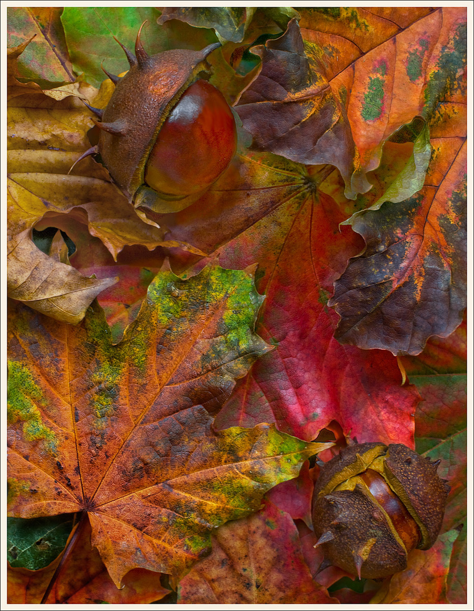 Fall Leaves IV