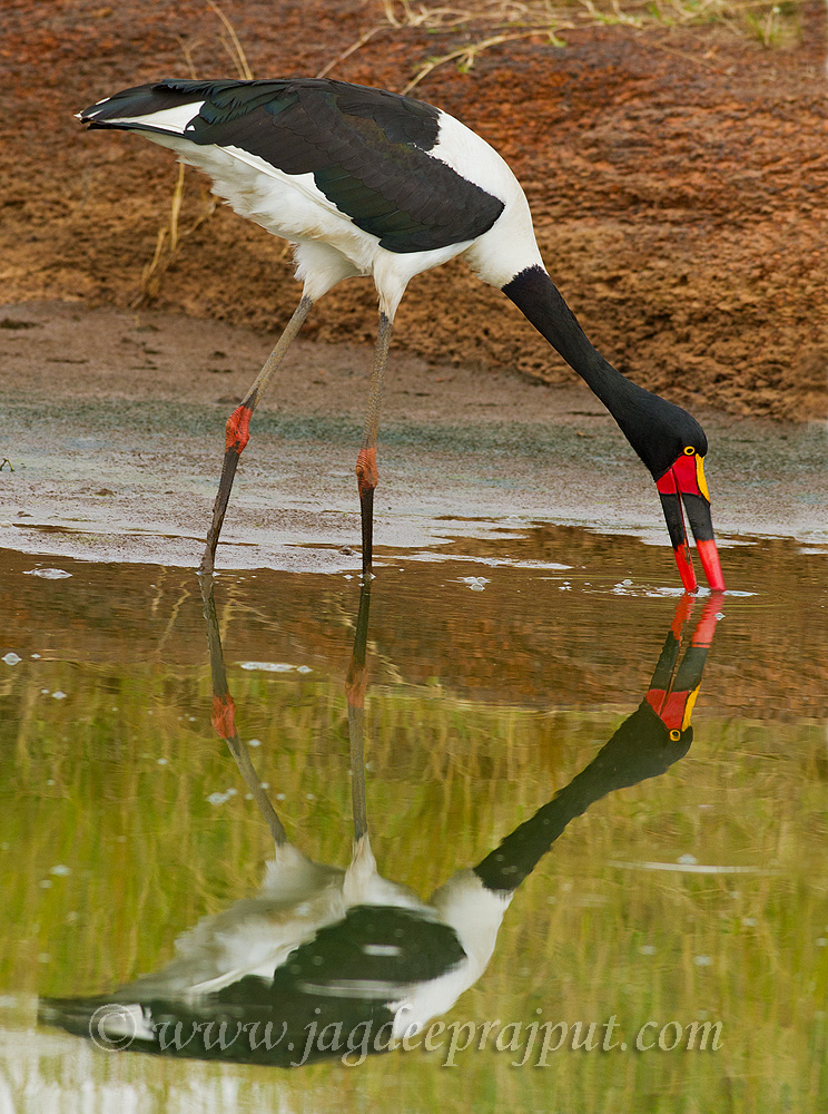 Saddlebilled Stork II