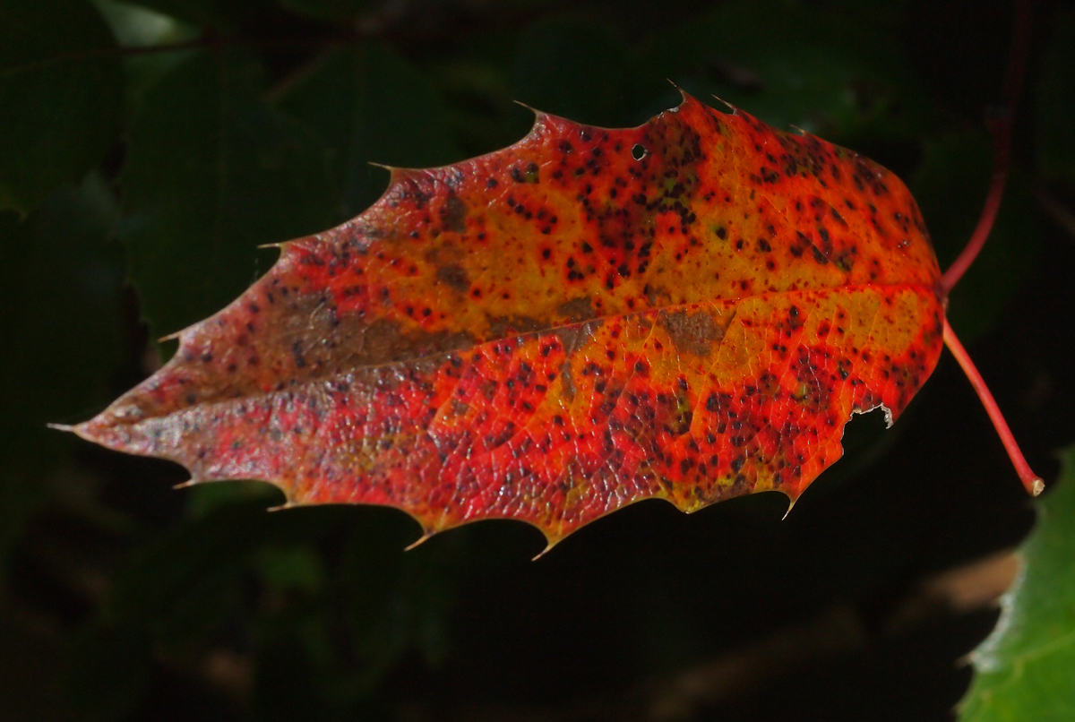 Oregon Grape Leaf