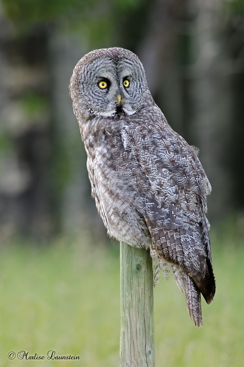 Great Grey on Perch