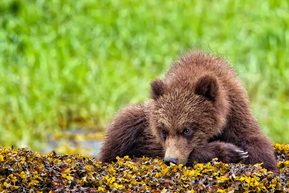 Coy cub