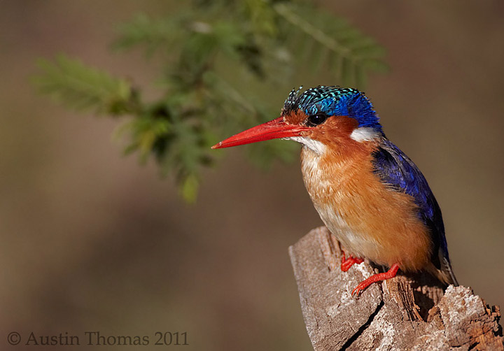 Malachite Kingfisher 