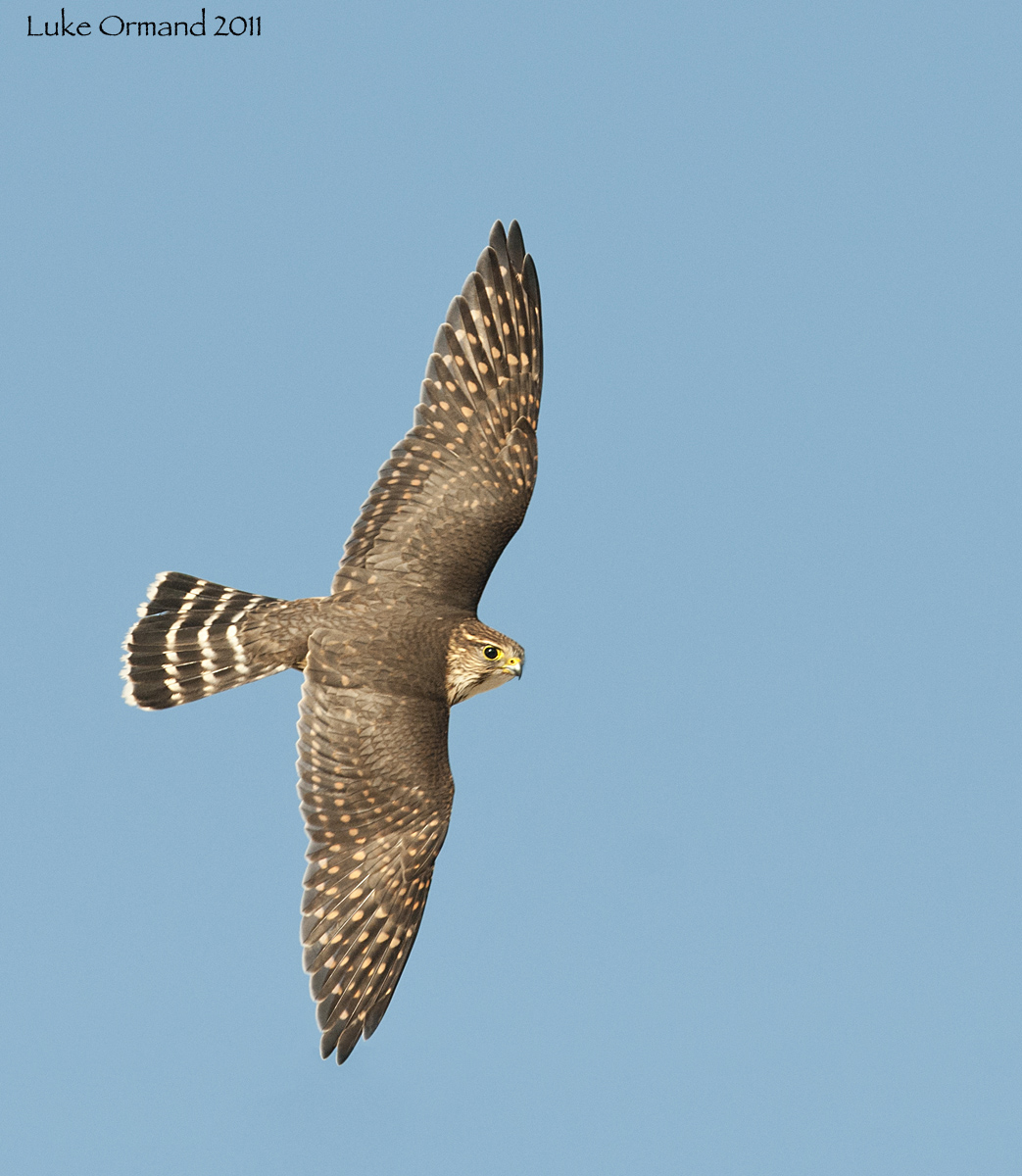 Merlin