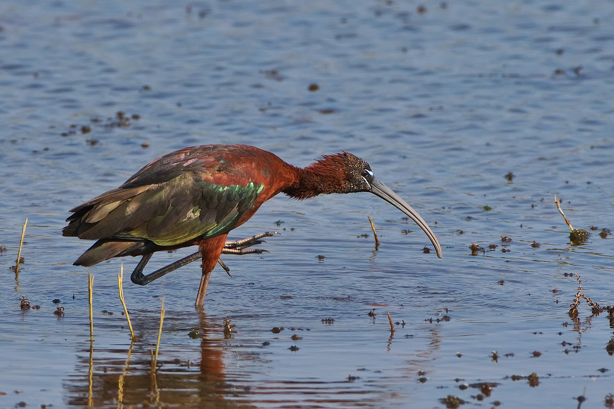 Glossy Ibis