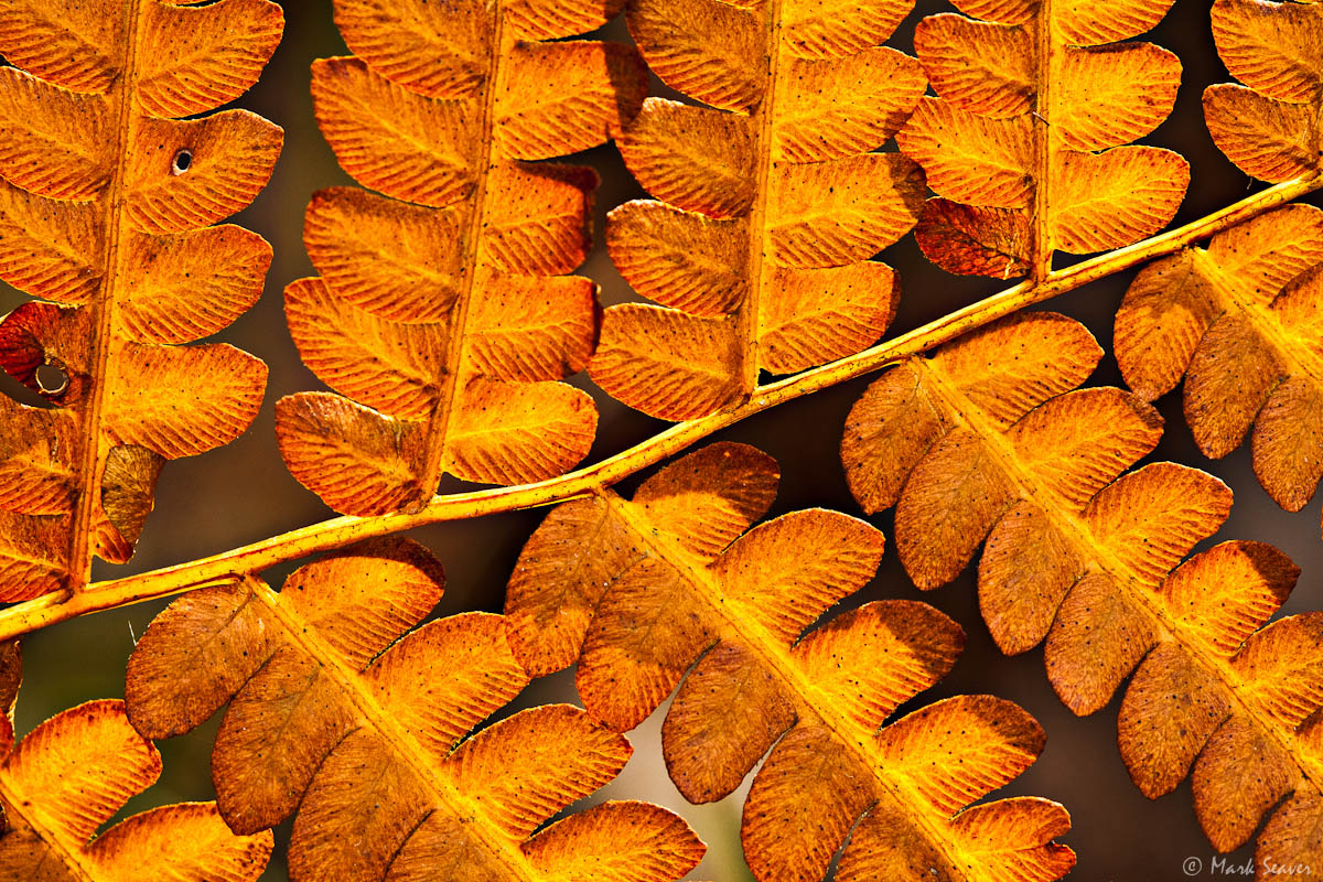 Fall Fern