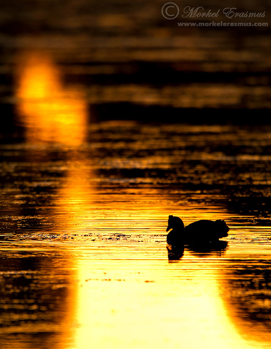 Coot Dawn