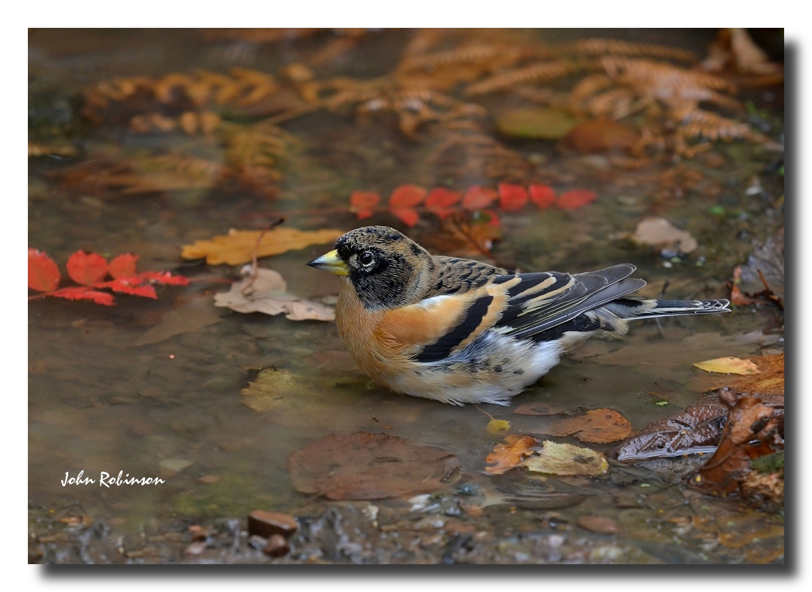 First Of the Winter