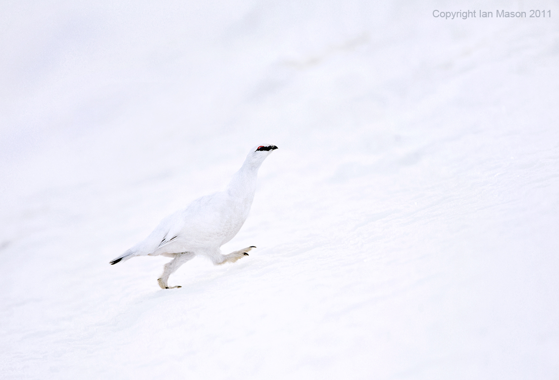 Ptarmigan (with repost)