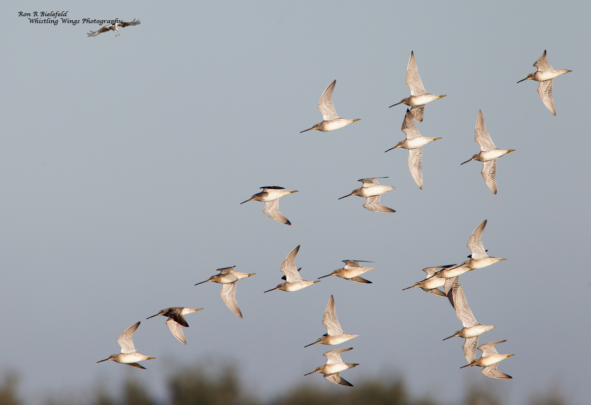 Long-billed Dowitchers