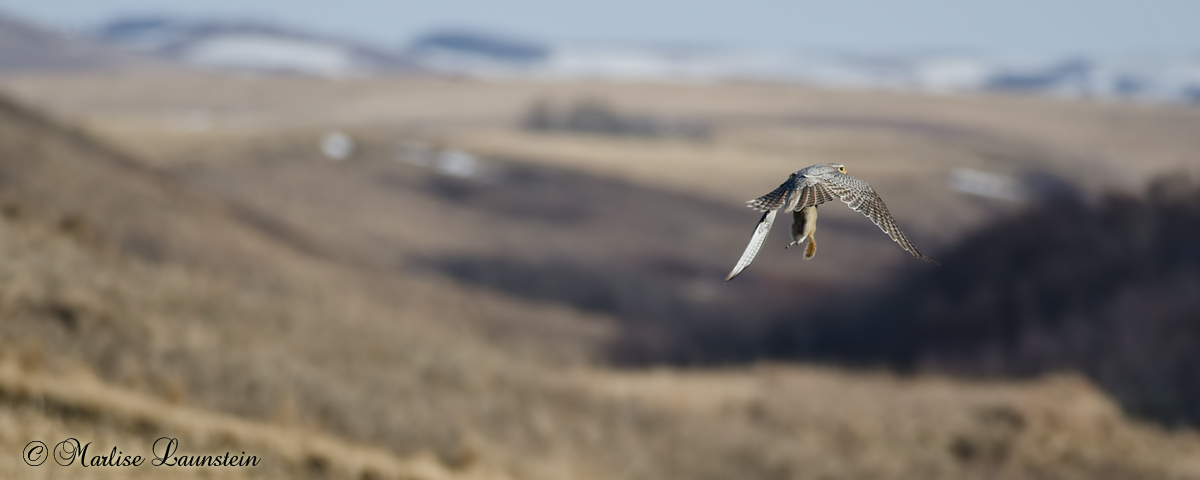 Prairie Falcon with prey