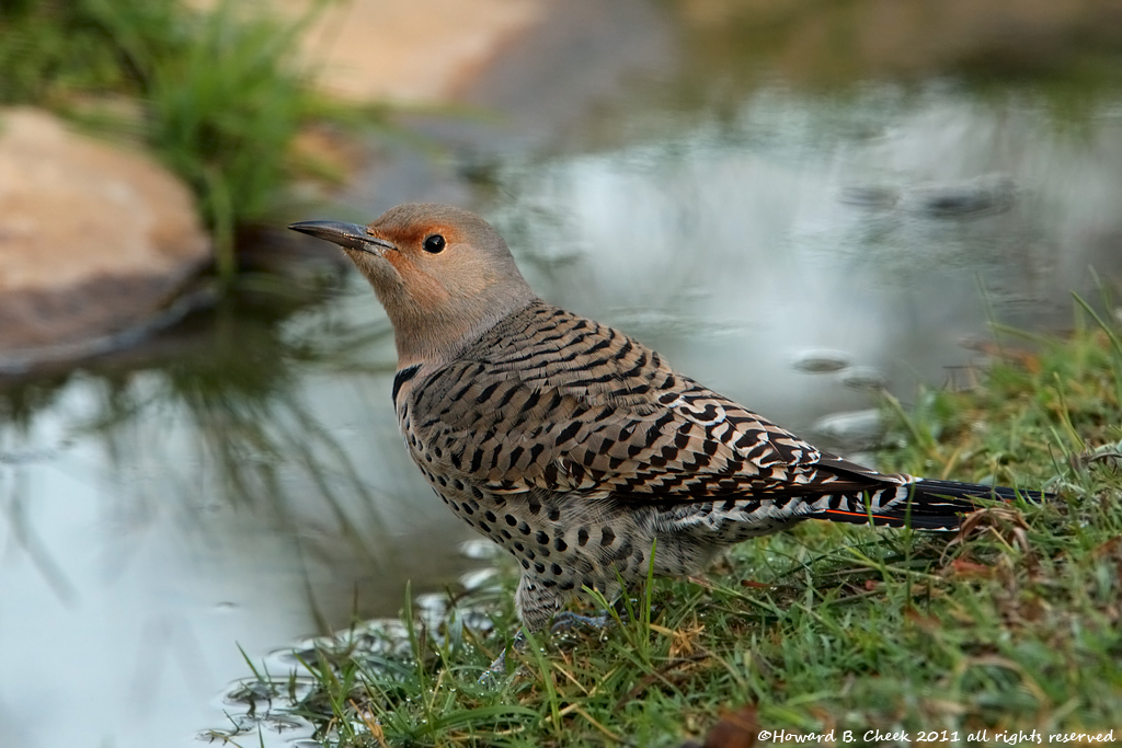Morning Flicker