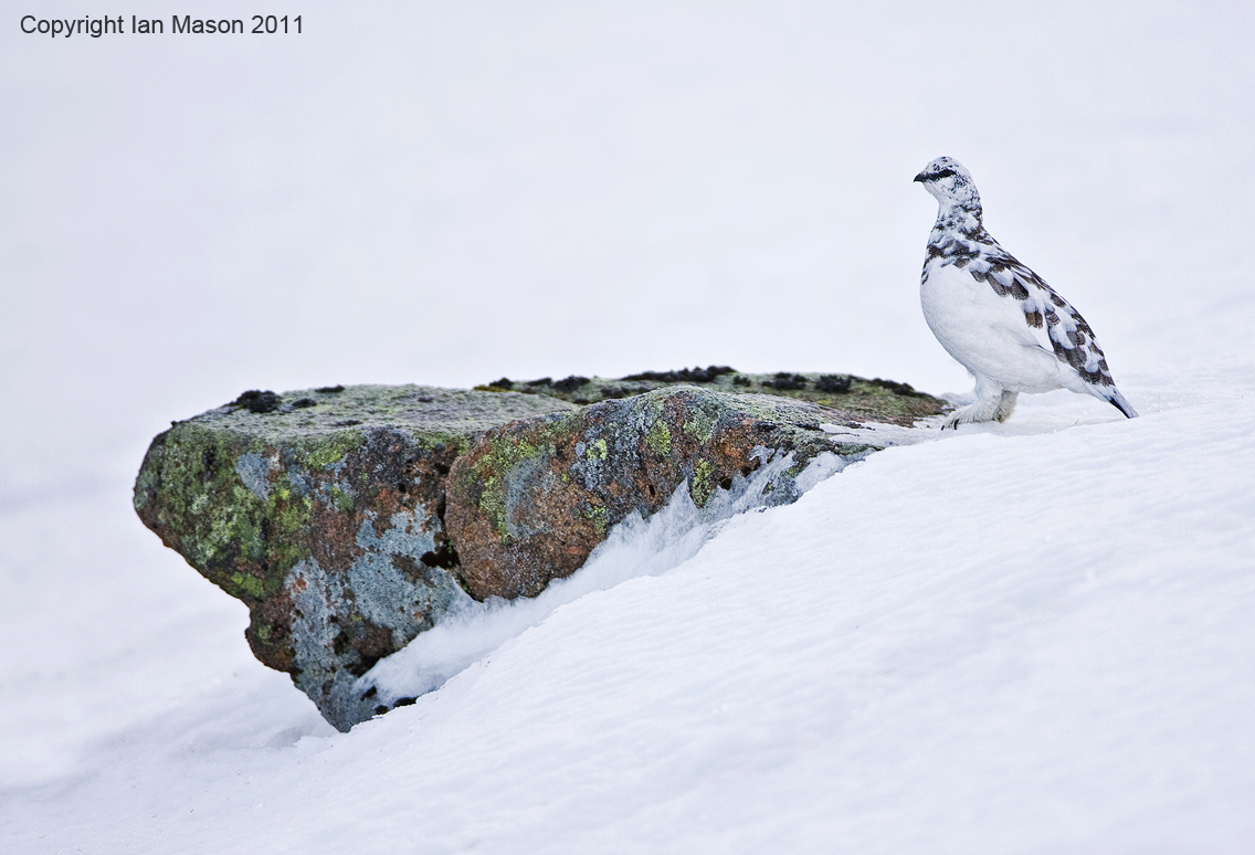 Ptarmigan ll